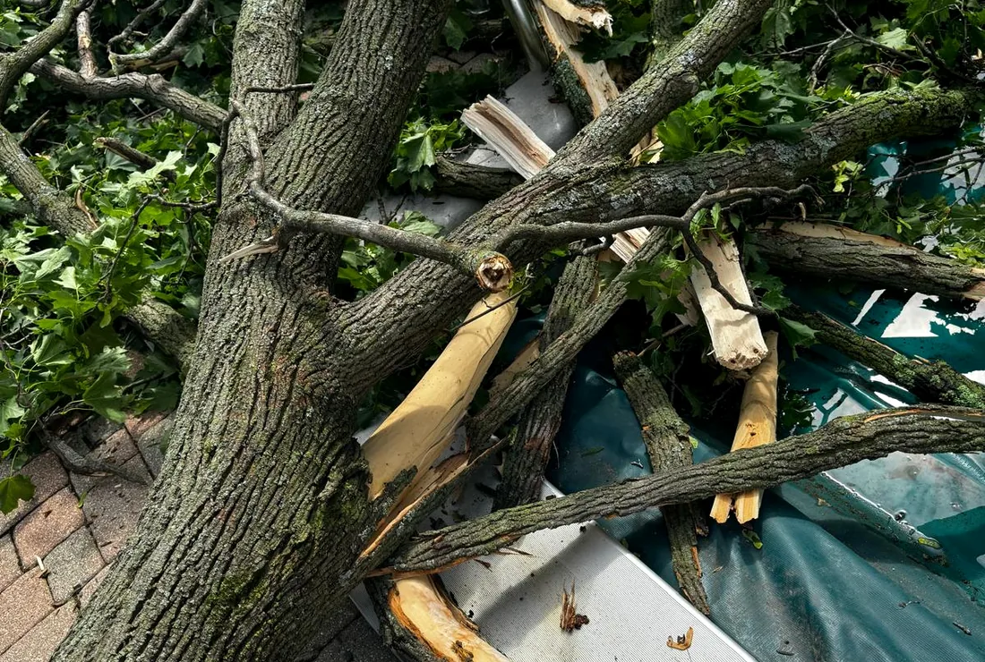 Cut tree branches stacked after removal